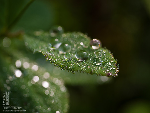Dewdrops