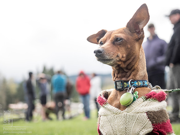 LJ_20150412-_4120286