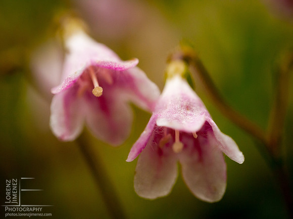 Twinflower