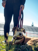 Snowden Trail Run 2026