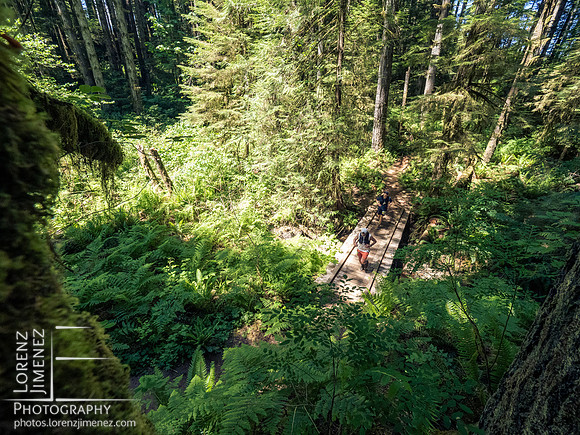 Snowden Trail Run 2026