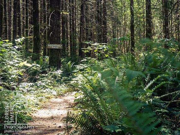 Snowden Trail Run 2026