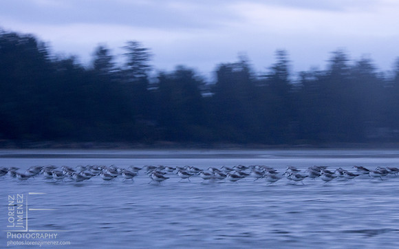 Shorebird run