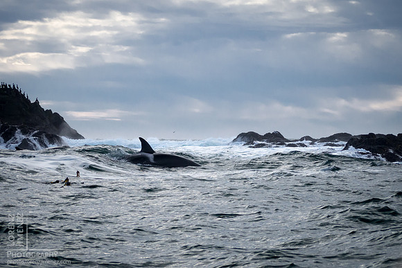 Cormorant Rock Orca