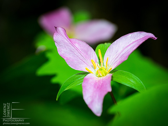 Red Trillium