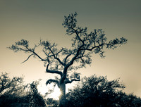 Landscape and Nature