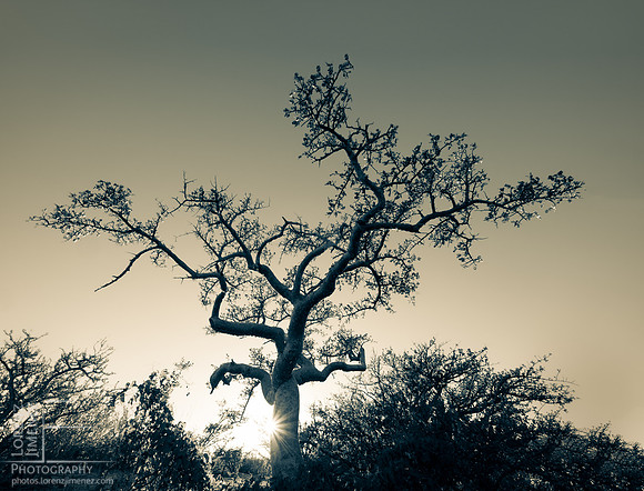 Desert tree