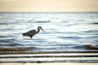 A heron's breakfast