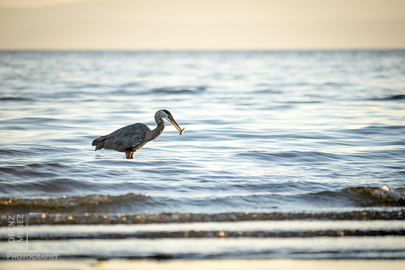 A heron's breakfast