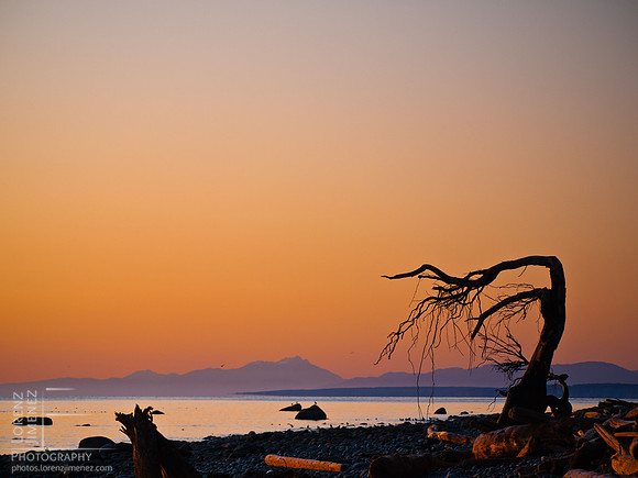 Coastal tree