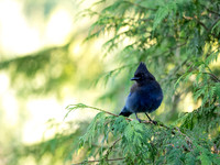 Perching Jay