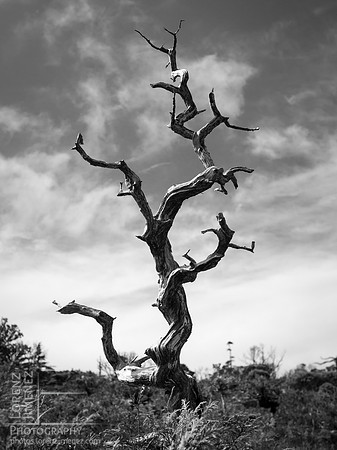 Standing Deadwood