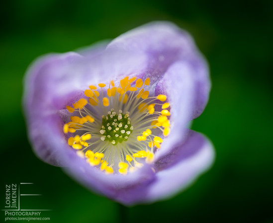Purple flower
