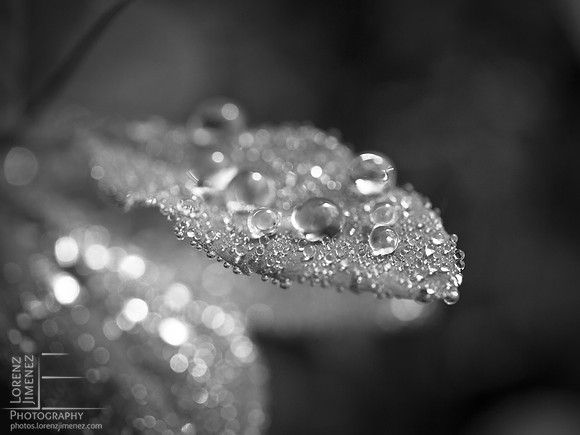 Dewdrops