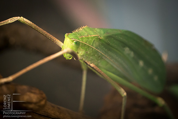 Big bug