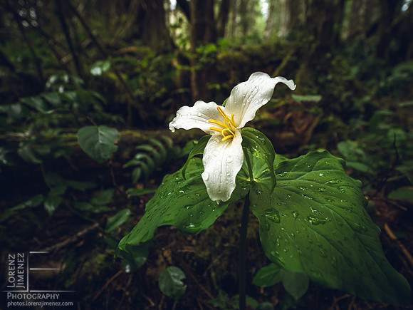 White Trillium