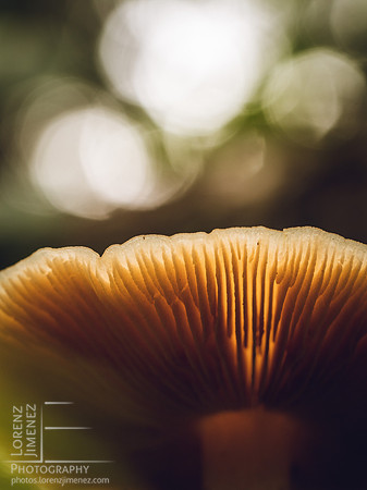 C2005607