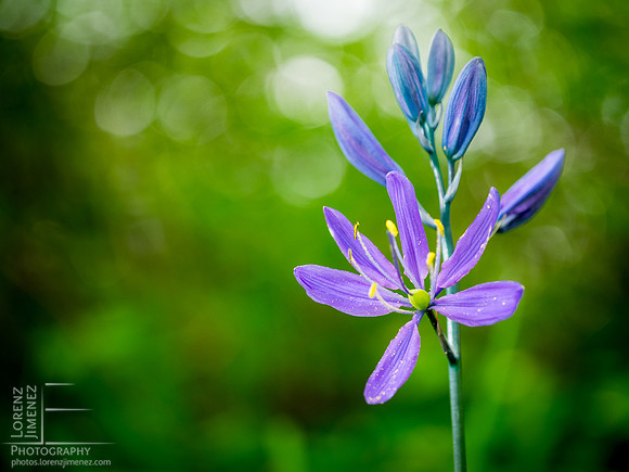 LJ_20140502-untitled-_5020411