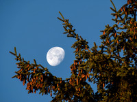 Moon and Tree