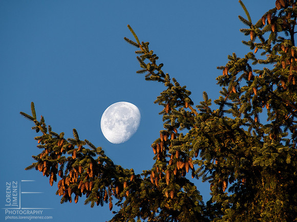 Moon and Tree