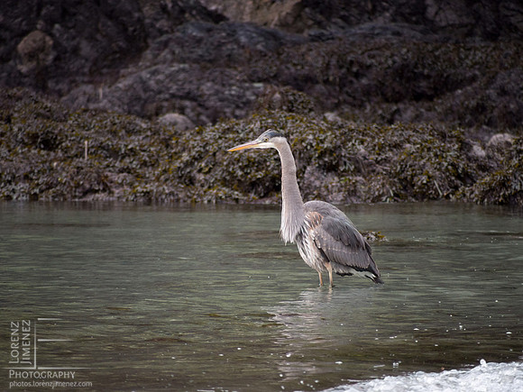 Wild Coast Heron