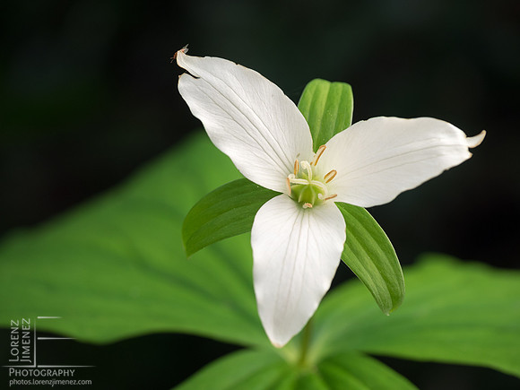 White Trillium
