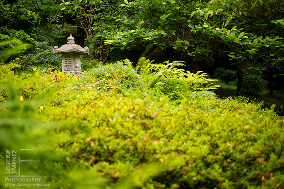 Japanese Lantern