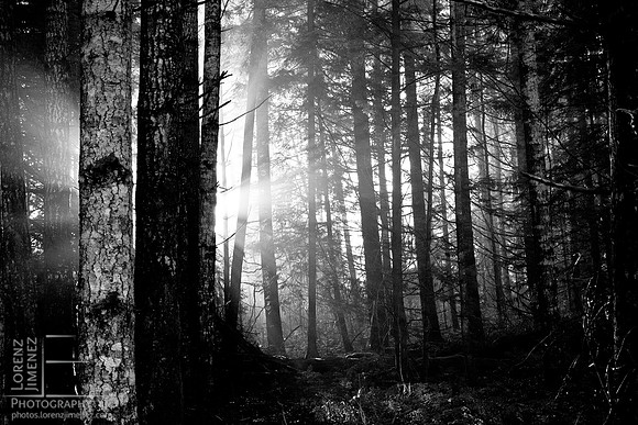 Morning in the woods
