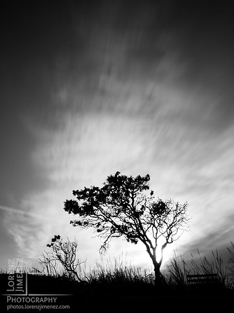Flaming Arbutus