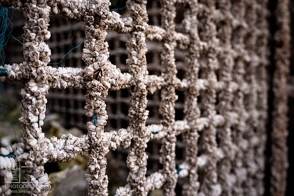 Barnacled oyster cage