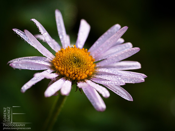 Dewy flower