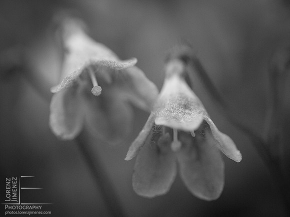 Twinflower