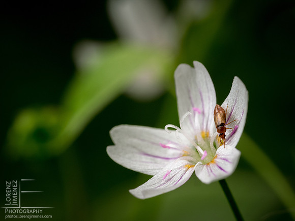 Bug and Flower