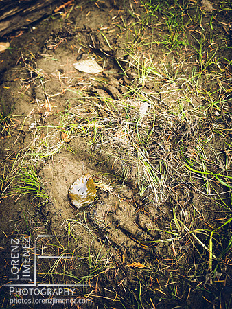 Bear prints