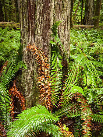 Cathedral Grove ferns