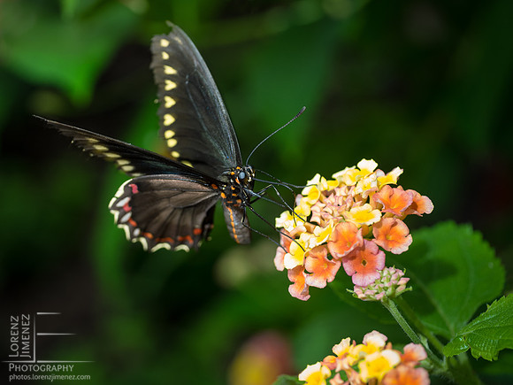 Flutterby