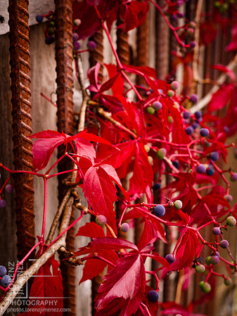 Crimson glory